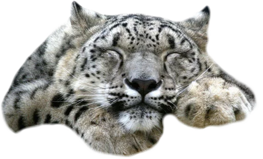 😴 Стикер «Snep Lep Blep» для Telegram