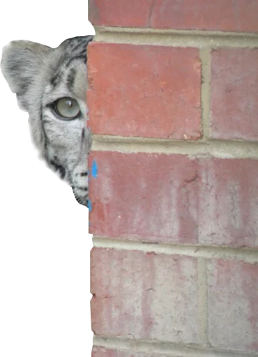 😳 Стикер «Snep Lep Blep» для Telegram