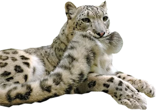😊 Стикер «Snep Lep Blep» для Telegram