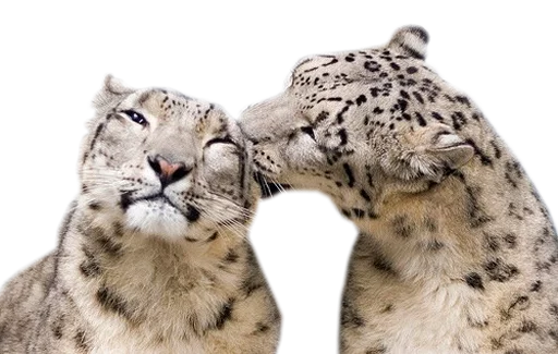 😘 Стикер «Snep Lep Blep» для Telegram