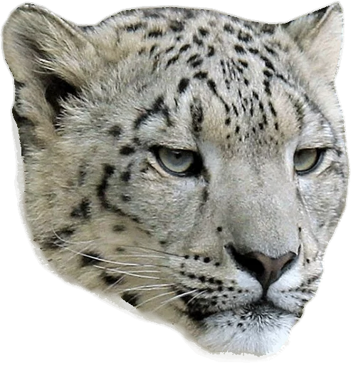 😠 Стикер «Snep Lep Blep» для Telegram