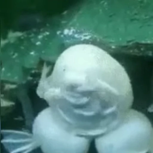 🐸 Стикер «Snowmated» для Telegram