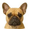 Стикер 34 Собачьи Морды
