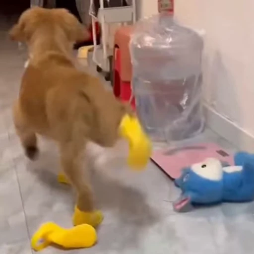 🐕 Стикер «Собачки» для Telegram