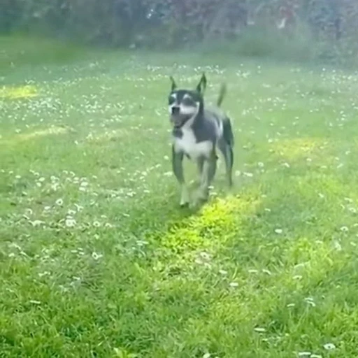 🐕 Стикер «Собачки» для Telegram