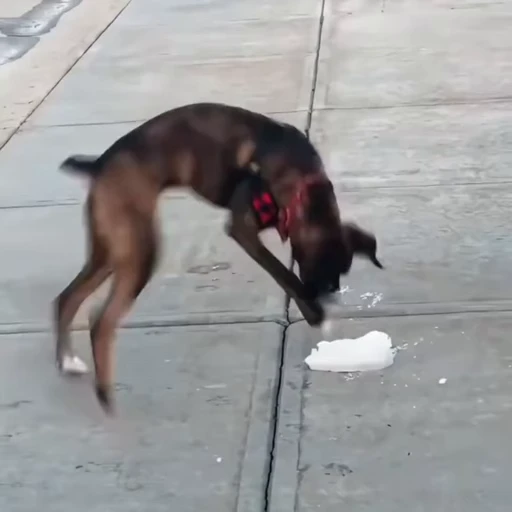 🐕 Стикер «Собачки» для Telegram