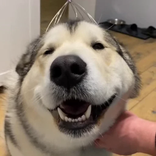 🐕 Стикер «Собачки» для Telegram