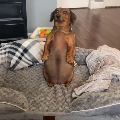 🐕 Стикер «Собачки» для Telegram