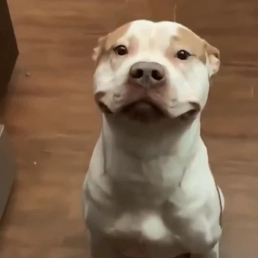 🐕 Стикер «Собачки» для Telegram