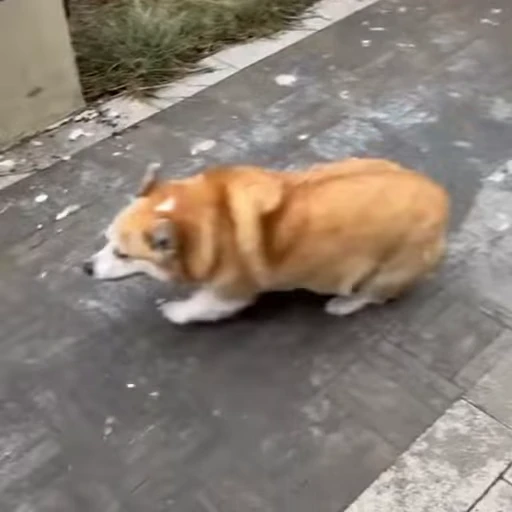 🐕 Стикер «Собачки» для Telegram