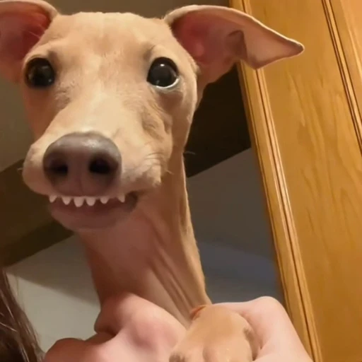 🐕 Стикер «Собачки» для Telegram