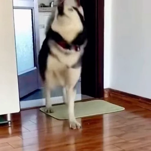 🐕 Стикер «Собачки» для Telegram
