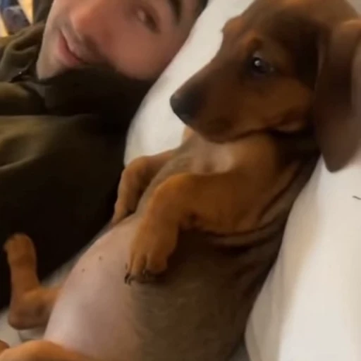 🐕 Стикер «Собачки» для Telegram