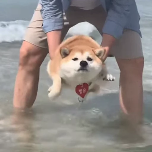 🐕 Стикер «Собачки» для Telegram
