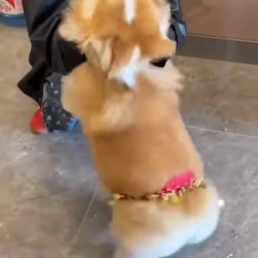 🐕 Стикер «Собачки» для Telegram