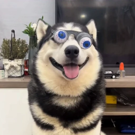 🐕 Стикер «Собачки» для Telegram