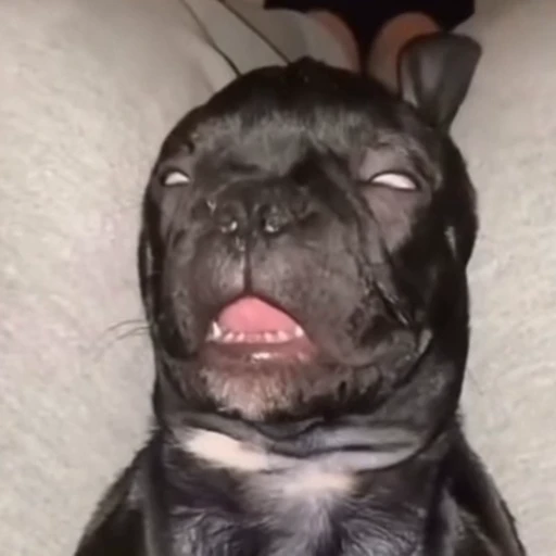 🐕 Стикер «Собачки» для Telegram