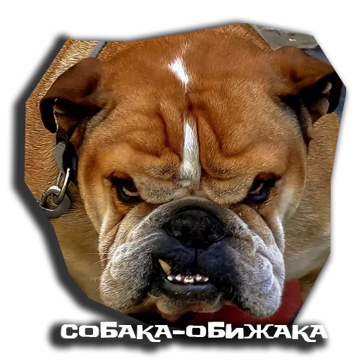 😡 Стикер «sobaka udivlaka» для Telegram
