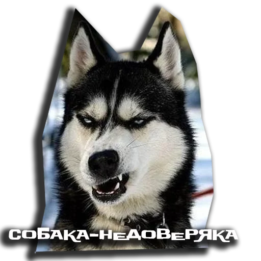 Стикерпак sobaka udivlaka для Telegram