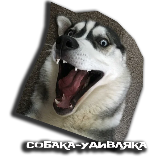 😱 Стикер «sobaka udivlaka» для Telegram