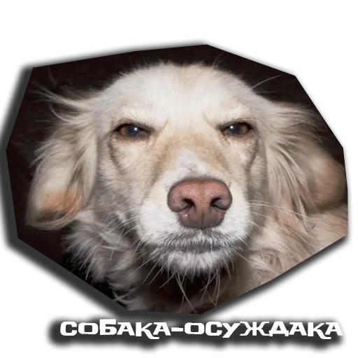 🤬 Стикер «sobaka udivlaka» для Telegram
