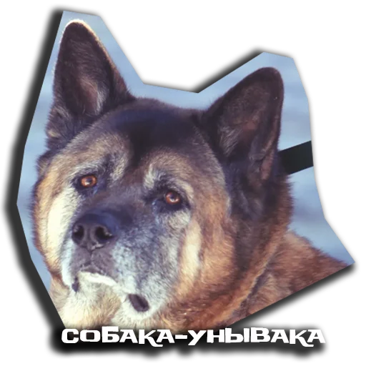 😢 Стикер «sobaka udivlaka» для Telegram
