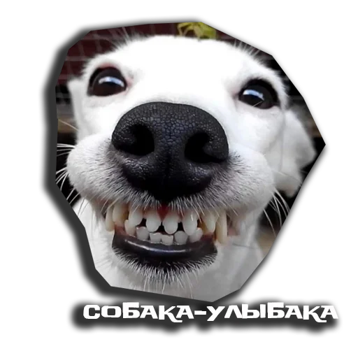 😂 Стикер «sobaka udivlaka» для Telegram