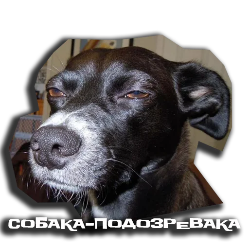 😏 Стикер «sobaka udivlaka» для Telegram