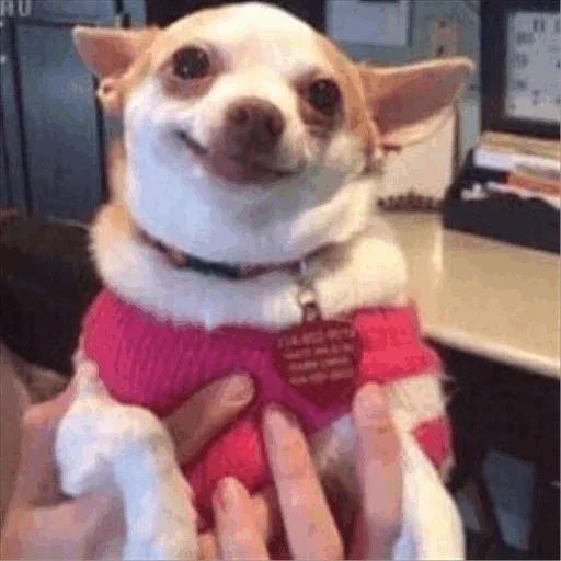 Стикерпак Dog life для Telegram
