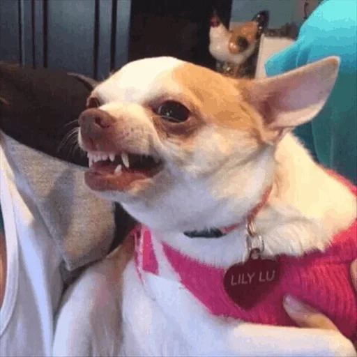 😝 Стикер «Dog life» для Telegram