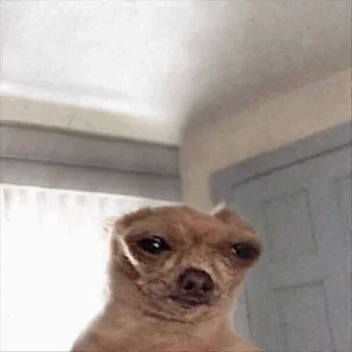 🤠 Стикер «Dog life» для Telegram