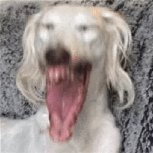 🤠 Стикер «Dog life» для Telegram