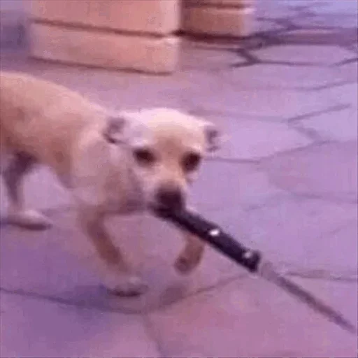 🙁 Стикер «Dog life» для Telegram