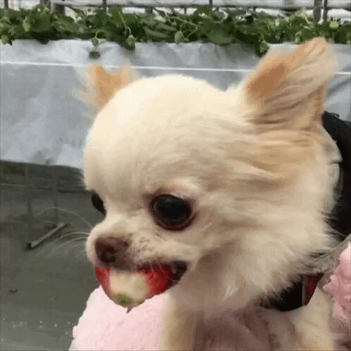 😏 Стикер «Dog life» для Telegram