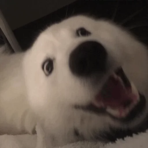 🤑 Стикер «Dog life» для Telegram