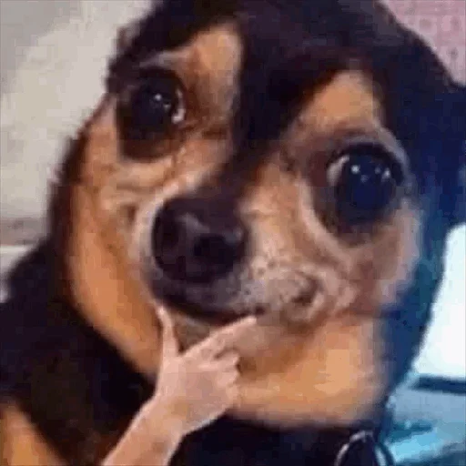 😒 Стикер «Dog life» для Telegram