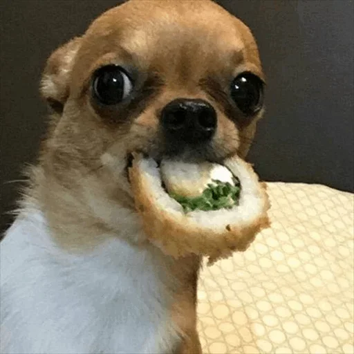 😛 Стикер «Dog life» для Telegram