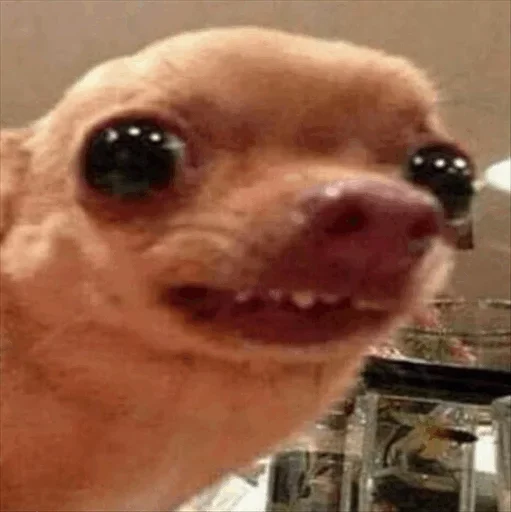 🙁 Стикер «Dog life» для Telegram