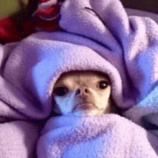 🙁 Стикер «Dog life» для Telegram