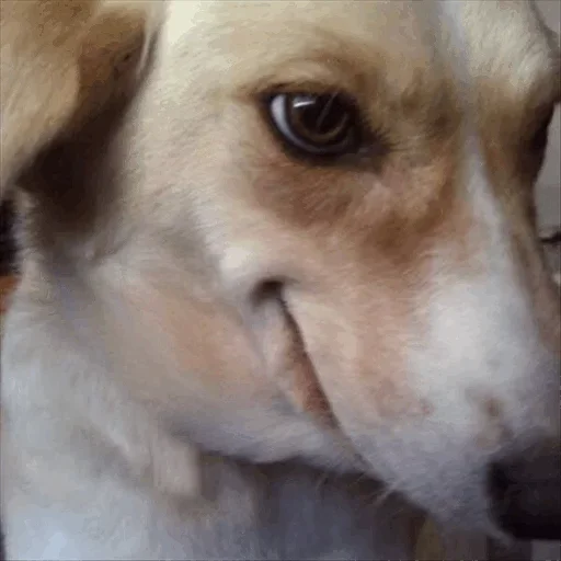 🤠 Стикер «Dog life» для Telegram
