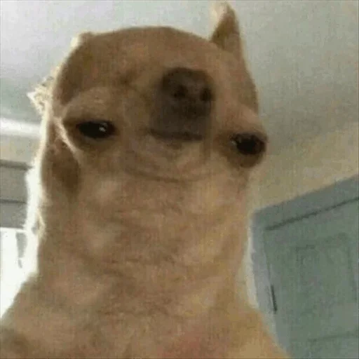 🙁 Стикер «Dog life» для Telegram