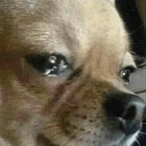 🙁 Стикер «Dog life» для Telegram