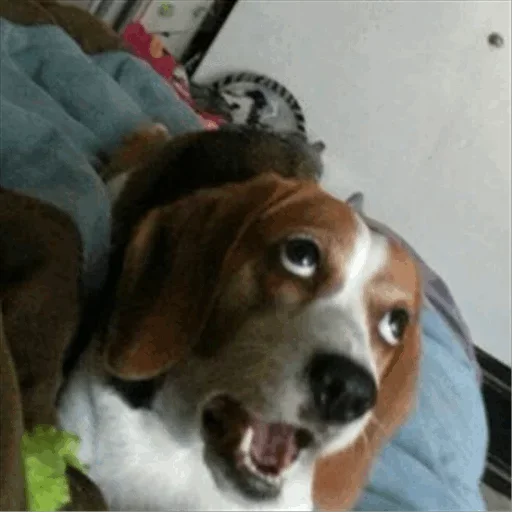 🙁 Стикер «Dog life» для Telegram