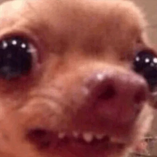 ☹️ Стикер «Dog life» для Telegram