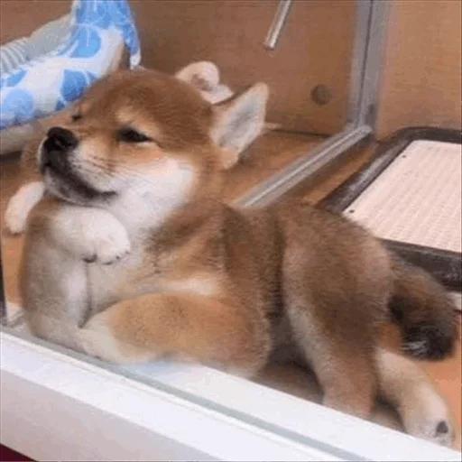 😙 Стикер «Dog life» для Telegram
