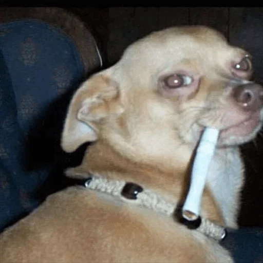 🙁 Стикер «Dog life» для Telegram