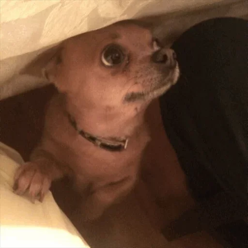 😏 Стикер «Dog life» для Telegram