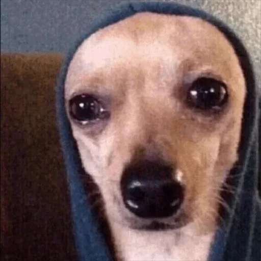 ☹️ Стикер «Dog life» для Telegram