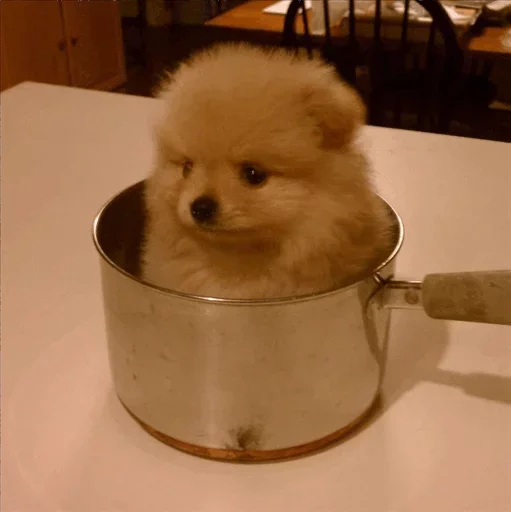😗 Стикер «Dog life» для Telegram