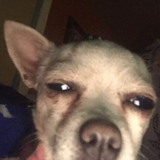 ☹️ Стикер «Dog life» для Telegram